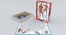 Load image into Gallery viewer, The Muscular System - 1000 Piece Puzzle by EuroGraphics - Hallmark Timmins
