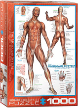 Load image into Gallery viewer, The Muscular System - 1000 Piece Puzzle by EuroGraphics - Hallmark Timmins
